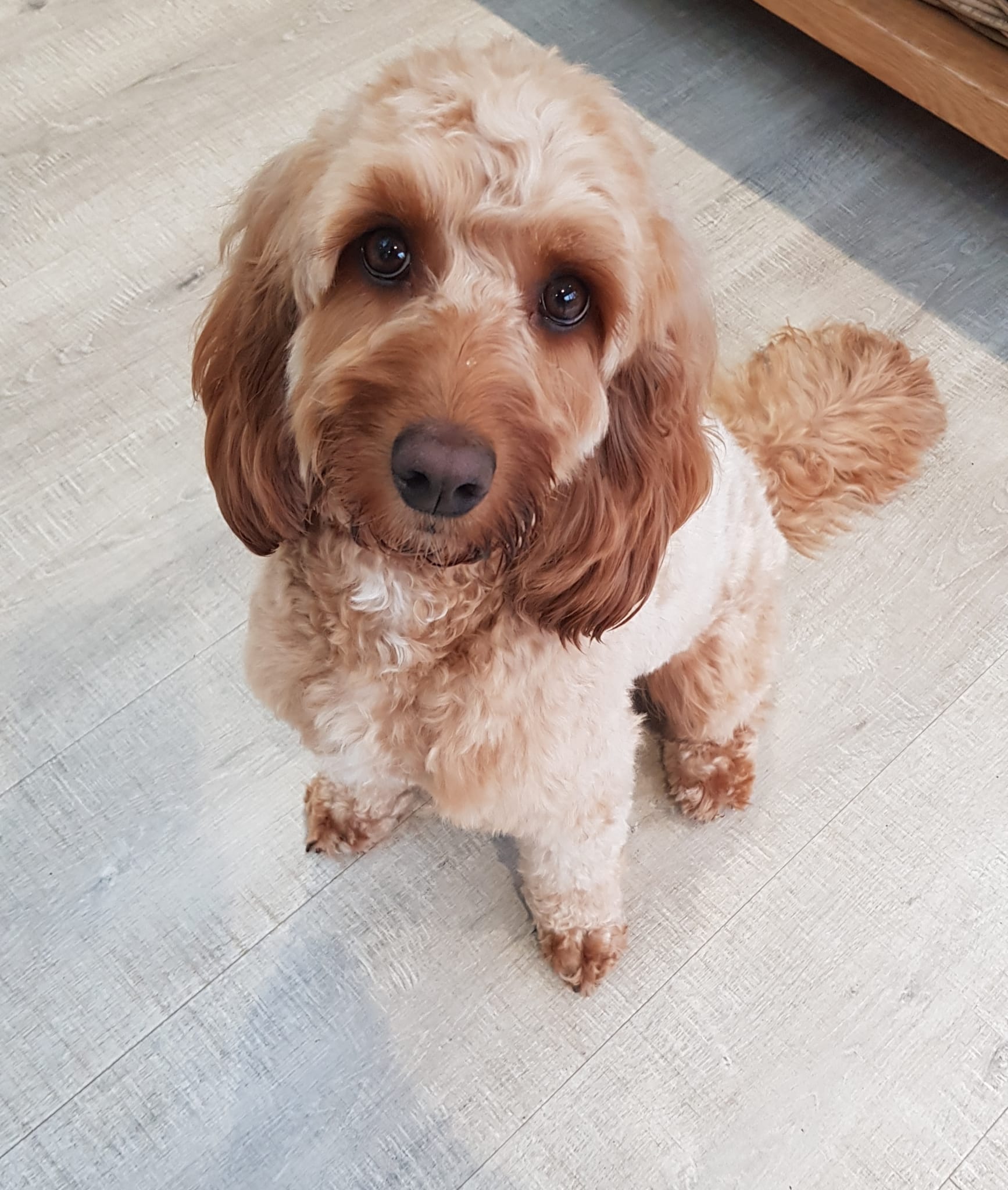 A fluffy apricot dog sitting neatly after a groom