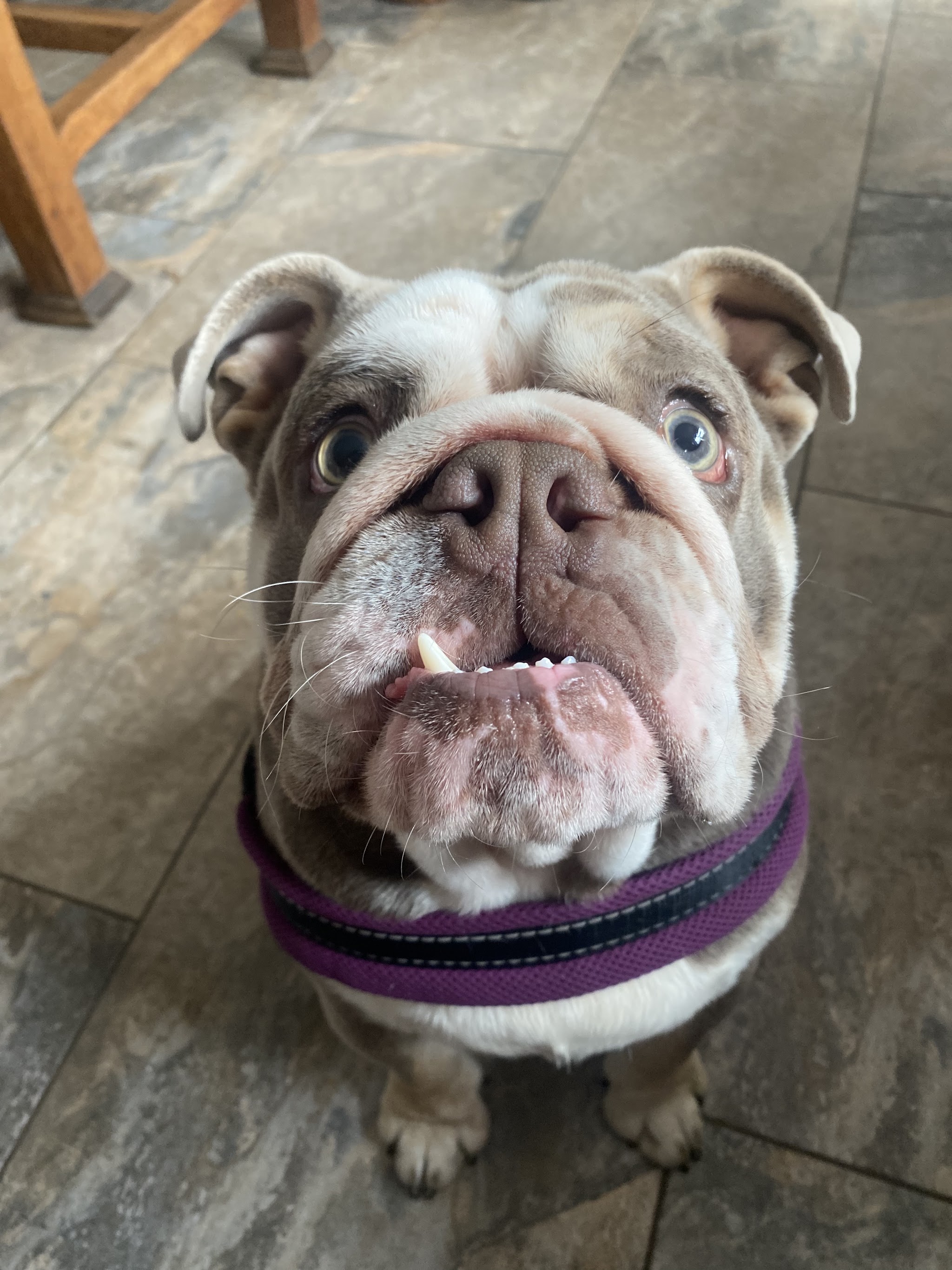 A lilac English bulldog in a purple harness looking up