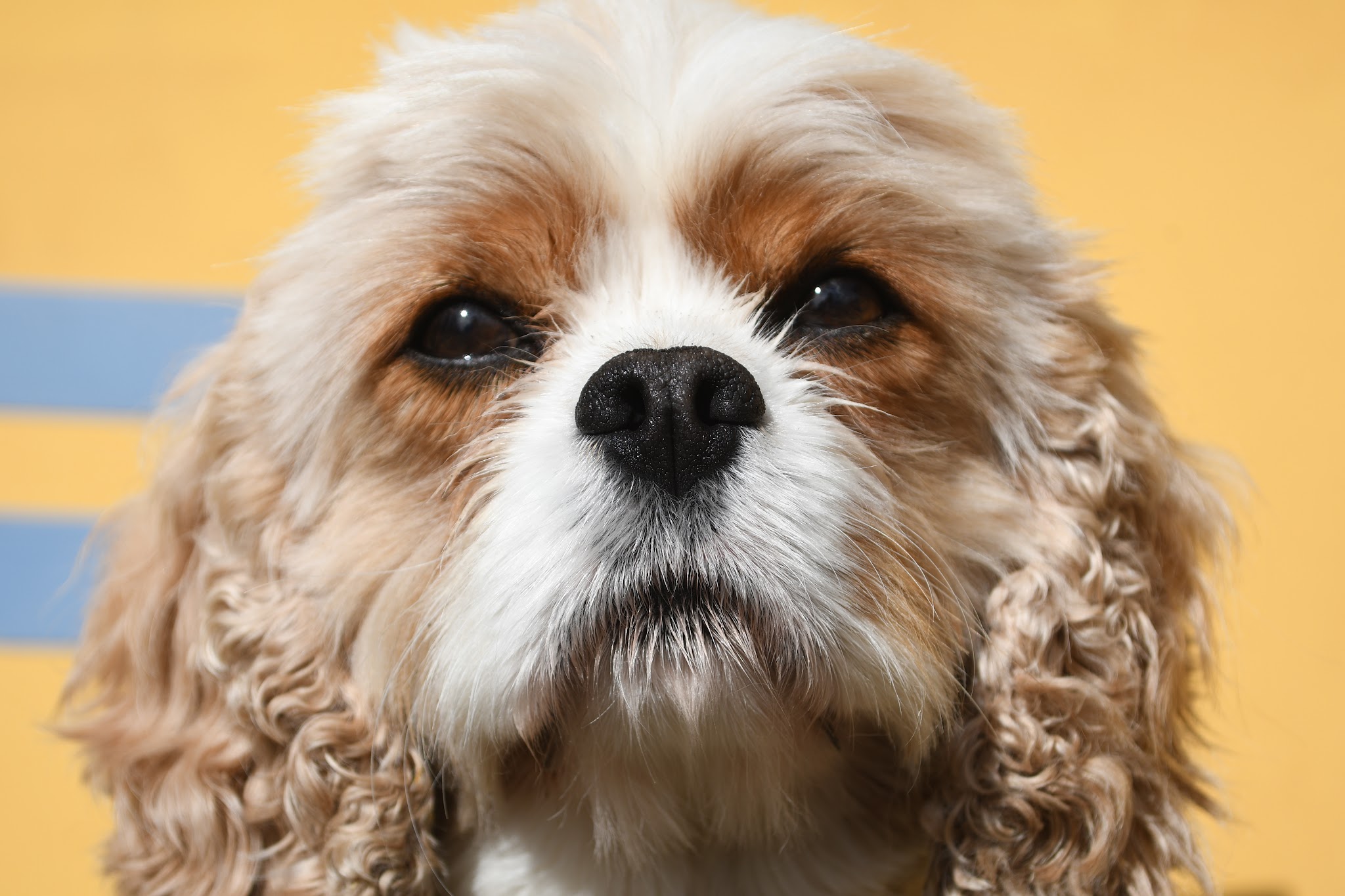 Close-up of a Cavalier King Charles spaniel