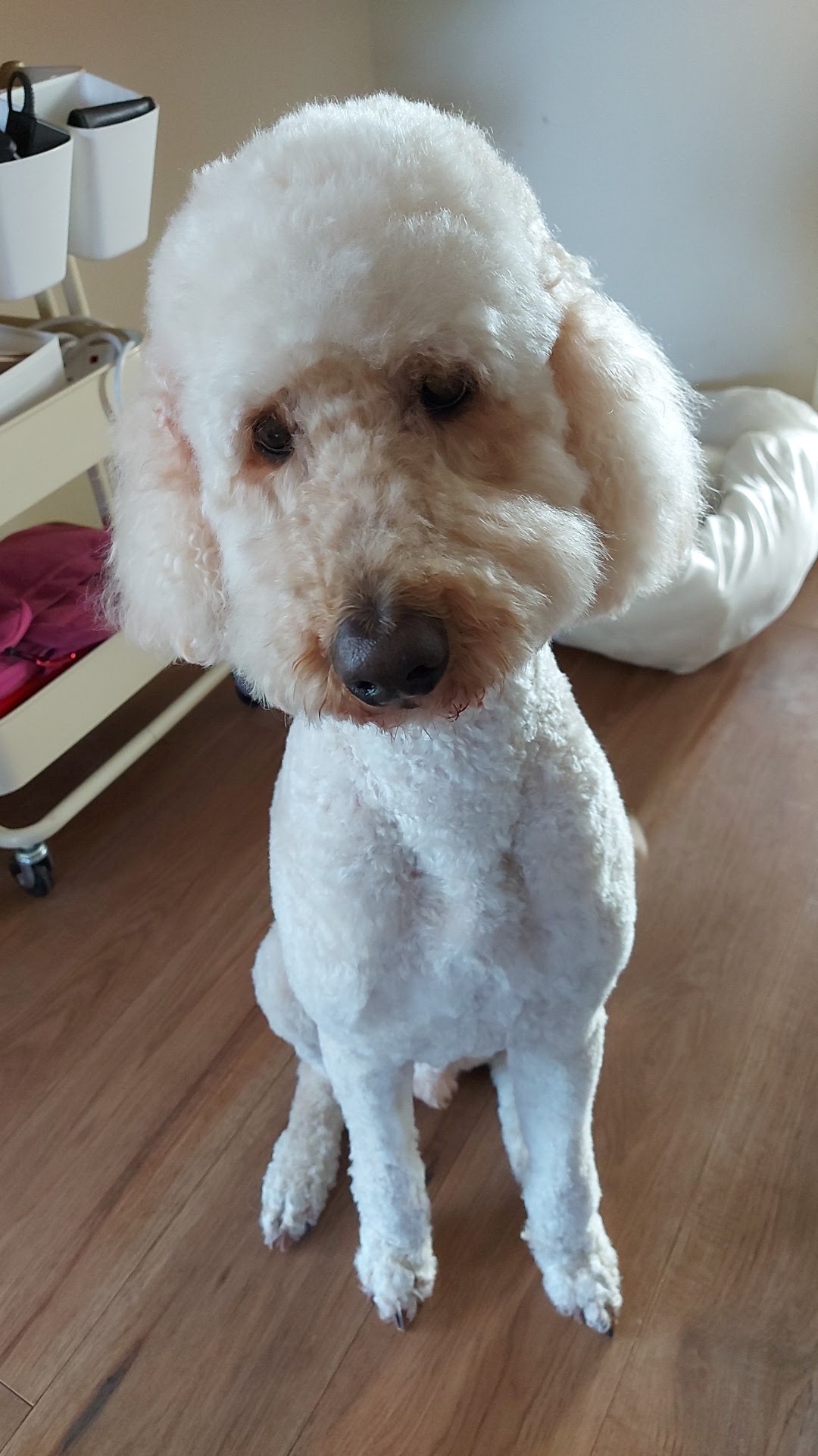 A freshly clipped white poodle sitting in the groom room
